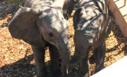 Auf Naua Naua haben sich die Elefantenbabys Nina und Stouter schnell eingewöhnt.