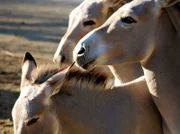 Schön und selten: Somaliwildesel zählen zu den seltensten Säugetieren.