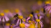 Jedes Mal, wenn ein Insekt auf einer Blumenblüte landet, wird zwischen beiden eine kleine elektrische Ladung freigesetzt.