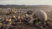 Zwei Schädel liegen auf Steinen.
