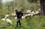Seit mehr als 6.000 Jahren ziehen Südtiroler Schäfer im Sommer mit ihren Tieren über die Alpen von Südtirol nach Österreich. Dieser traditionelle Viehtrieb ist mittlerweile Teil des Weltkulturerbes.