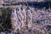 Kalahari-Wüste, Südafrika - Vier Erdmännchen stehen zusammen in der Morgensonne.