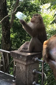 Die Affen haben sich inzwischen an das allgegenwärtige Plastik gewöhnt und trinken aus weggeworfenen halbvollen Bechern.