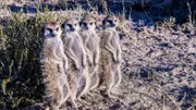In der Kalahari-Wüste verschmelzen endlose Fata Morgana aus rotem und gelbem Sand mit einem schimmernden Horizont. Mittendrin u.a. Erdmänchen, denen es auf eindrucksvolle Weise gelingt, sich den Extrembedingungen ihrer Umgebung anzupassen, um sich z.B. ein gemeinsames Sonnenbad zu Beginn des Tages zu ermöglichen.