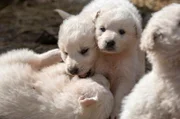 Maremanno Abruzzese
