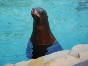 Ein Seelöwe in der Stuttgarter Wilhelma hat nicht mehr den rechten Durchblick. Ob der Tierarzt eine Brille verschreibt?