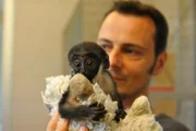 ARD/rbb PANDA, GORILLA & CO., TEIL 267, "Geschichten aus dem Zoo Berlin und Tierpark Berlin", am Dienstag um 16:10 Uhr im ERSTEN. Das Dianameerkatzen-Baby Xena entwickelt sich prächtig. Täglich kontrolliert Tierarzt Dr. Andreas Pauly den Gesundheitszustand der kleinen Flaschenaufzucht.