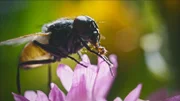 Wenn es um Bestäuber geht, haben wir meistens Bienen vor dem inneren Auge. Doch auch Fliegen lassen sich Nektar und Pollen von Blüten schmecken und tragen zur Befruchtung von Pflanzen bei.