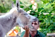 Die beiden Zwergeselinnen Grisella und Rosa sollen auf ihre neue Anlage umziehen. Tierpfleger Mario Barabasz ist für die Esel-Überführung zuständig.