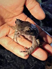 Ein Zipfelfrosch, der sich durch Form und Farbe gut in den Regenwäldern tarnen kann.