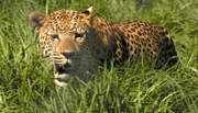Leopardin Missy Jo kommt in ein neues Gehege.