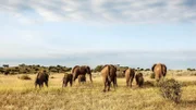 Das afrikanische Buschland ist eine alte Welt, in der wechselnde Jahreszeiten ständig das Leben prägen und die Kämpfe zwischen Raubtieren und Beutetieren mit wilder Intensität wüten. Die ständige Suche nach Wasser und Nahrung macht sich eine Herde Elefanten auf den Weg Richtung Horizont.