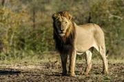 MalaMala Game Reserve, Mpumalanga, Südafrika - Ein junger männlicher Löwe steht.