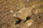 Wenn die tief verschneiten Flanken der Bergmassive immer weiter ausapern, kehrt langsam das Leben in die Hochtäler der Alpen zurück: Murmeltiere erwachen aus ihrem Winterschlaf.