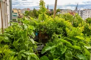"Chaos-Gardening" auf dem Balkon - einfach wachsen lassen, Hauptsache grün - gut fürs Klima und für Insekten.