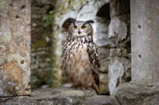 Wildtiere wie der Uhu bewohnen heute Ruinen die in den Wäldern der Böhmischen Schweiz versteckt liegen.