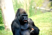 Allerlei Tricks wendet der clevere Gorilla-Mann Ivo an, wenn es darum geht, so viele Futterpellets wie möglich aus Metallröhren zu fummeln.