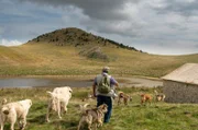 Abruzzen, Schäfer und Herde