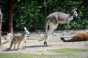 PANDA, GORILLA & CO., TEIL 263, "Geschichten aus dem Zoo Berlin und Tierpark Berlin". Die roten Riesenkängurus müssen abends in den Stall, denn für sie wäre es zu gefährlich, über Nacht draußen auf der Anlage zu bleiben.