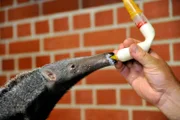 Bei den Ameisenbären im Zoo gibt es wieder Nachwuchs! Klein Evita ist gerade mal neunzehn Tage alt und der ganze Stolz von Reviertierpfleger Thomas Messinger.