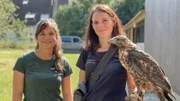 Anna ist zu Besuch bei Falknerin Sandra, die ihr ihren Blaubussard Frieda zeigt.