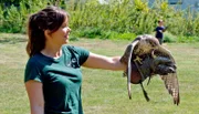 Anna darf beim Flugtraining helfen. Falke Odin landet auf ihrem Lederhandschuh um sich seine Belohnung abzuholen.