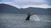The tail of a whale breaching the ocean surface.