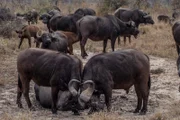 MalaMala Game Reserve, Mpumalanga, Südafrika - Zwei Büffel kämpfen miteinander, während die Herde zusieht.