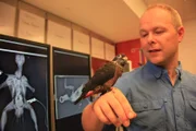 PHILADELPHIA, PA, USA: Dr. Phillip Lars Manning holds up a juvenile grey. He and colleague Dr. Karen Rosenthal are examining the radiograph of a falcon at the Philadelphia Veterinary School.