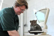Der acht Wochen alte Leopardenjunge Timang (mit Tierpflegerin Angelika Berkling) bringt rund zwei Kilogramm auf die Waage und unternimmt bereits erste Ausflüge in die Schaubox des Raubtierhauses.