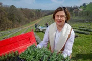 Architektin und Lavendelbäuerin Theresia Heigl-Tötsch mit Lavendeljungpflanzen in ihrer kleinen