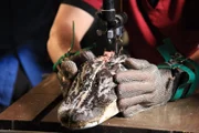 ATHENS, OH, USA: Dr. Larry Witmer, Professor of Anatomy at Ohio University in Athens, saws an alligator head in half.
