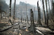 Im Sommer wüteten wochenlang verheerende Waldbrände im Elbsandsteingebirge. Riesige Flächen im Herz im Herz des Nationalparks wurden zerstört. Zurüch blieb eine leblose, scheinbar apokalytische Welt.