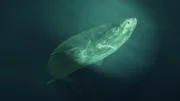 Deep sea shark, rare fish of the northern Atlantic Ocean