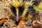 Endemic animal tailless tenrec, Tenrec ecaudatus, also known as the common tenrec.