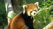 Red Panda cubs out on exhibit at the Prospect Park Zoo.