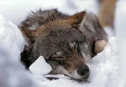 Der Film erzählt die Geschichte der vier Gebirgszüge in Japan, Australien, Europa und der Südinsel Neuseelands und ihrer Tierwelt, die unterschiedlicher nicht sein könnte. - Wolf (Europäische Alpen)