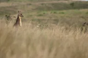 Australien - ein Land und ein Kontinent zugleich. Besiedelt hauptsächlich an den Küsten, wo die Bruthitze erträglicher ist.