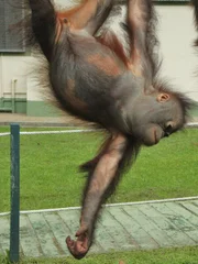 Bidu Bidu climbing on ropes.