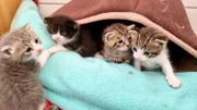 Jedes Jahr aufs Neue kommen ungewollte oder krank aufgefundene Katzenkinder in die Tierheime. Die Kitten im Tierheim Duisburg halten das Team ganz schön auf Trab.