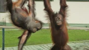 Bidu Bidu and Chiquita climbing on ropes.