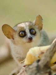 Cute reddish-gray mouse lemur, Microcebus griseorufus, feeding on banana Cute reddish-gray mouse lemur, Microcebus griseorufus, feeding on banana