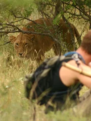 Lioness looking at Dave Salmoni.