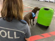 Die Spürhunde des Zoll: Effizienter als jedes Röntgengerät.