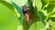 Big cicada sitting on a flower.