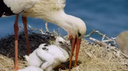 Storch mit Jungtier im Nest.