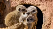 Nachwuchs bei den Erdmännchen.