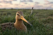 Das kurze Gras auf den Viehweiden bietet der Uferschnepfe auf ihrem Nest einen guten Überblick.