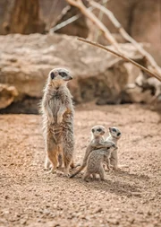 The meerkats at Chester Zoo