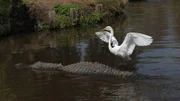 White egret on alligator at Gatorland, Orlando, Fl